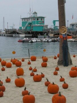 pumpkin-patch-on-the-beach.jpg